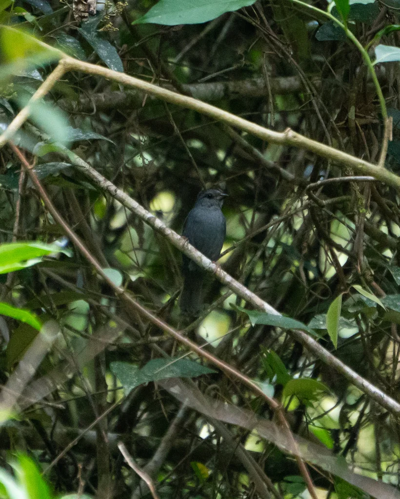 纯灰雀鹀（Haplospiza unicolor）