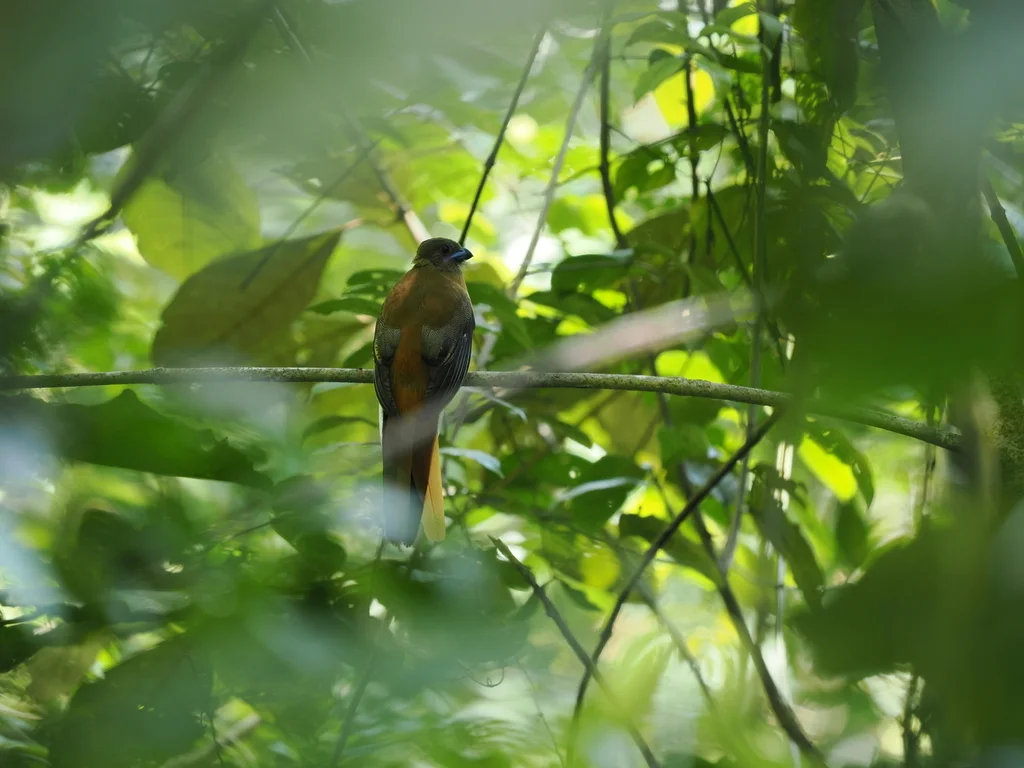 紫顶咬鹃（Harpactes diardii）