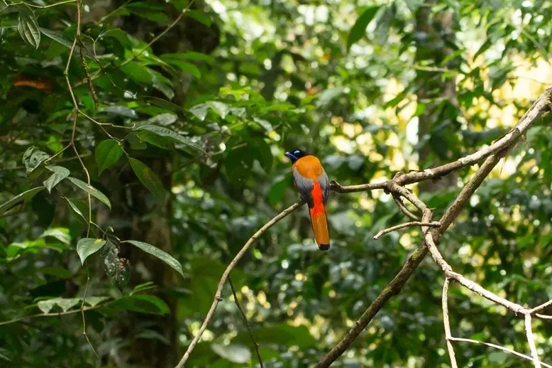 红腰咬鹃（Harpactes duvaucelii）