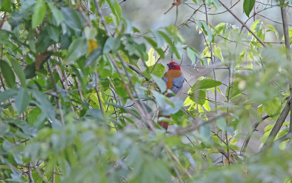 红头咬鹃(Harpactes erythrocephalus)