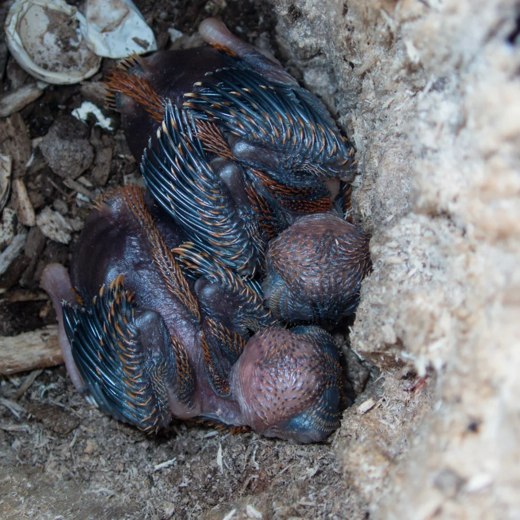 红头咬鹃(Harpactes erythrocephalus)