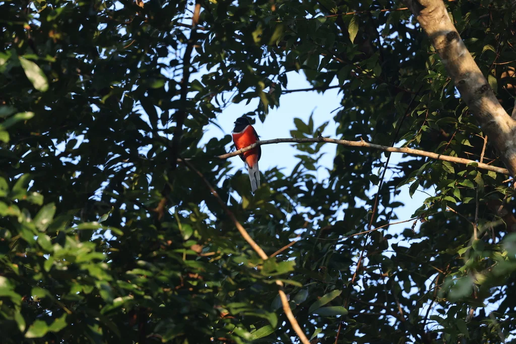 黑头咬鹃(Harpactes fasciatus)