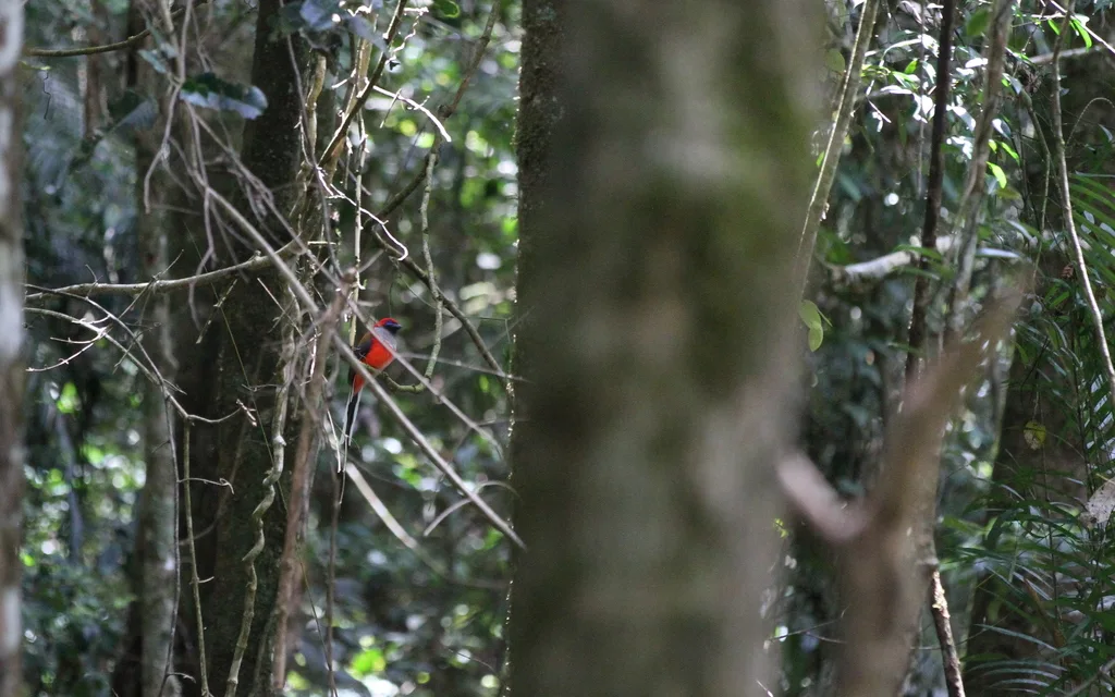 灰胸咬鹃(Harpactes whiteheadi)