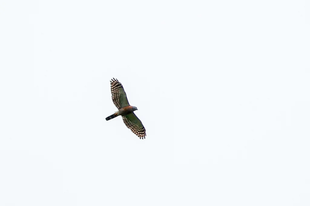 双齿鸢(Harpagus bidentatus)