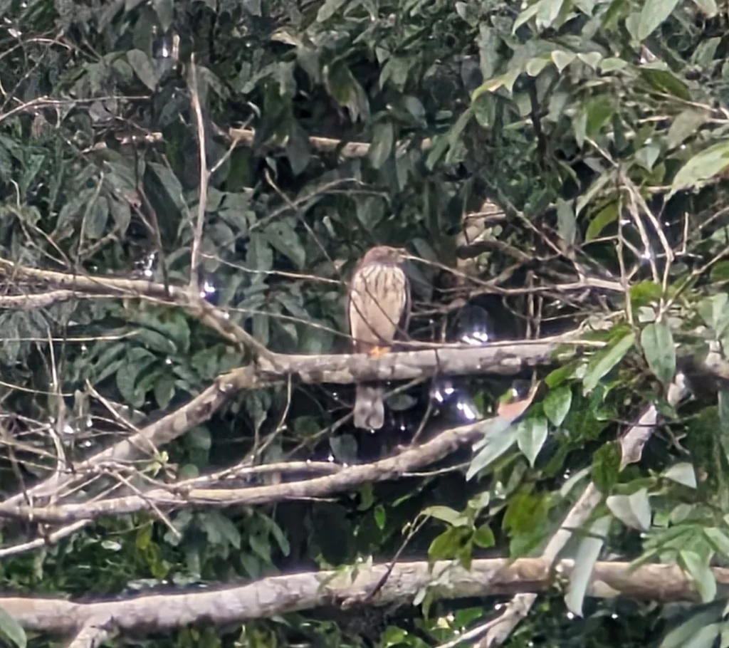 双齿鸢(Harpagus bidentatus)