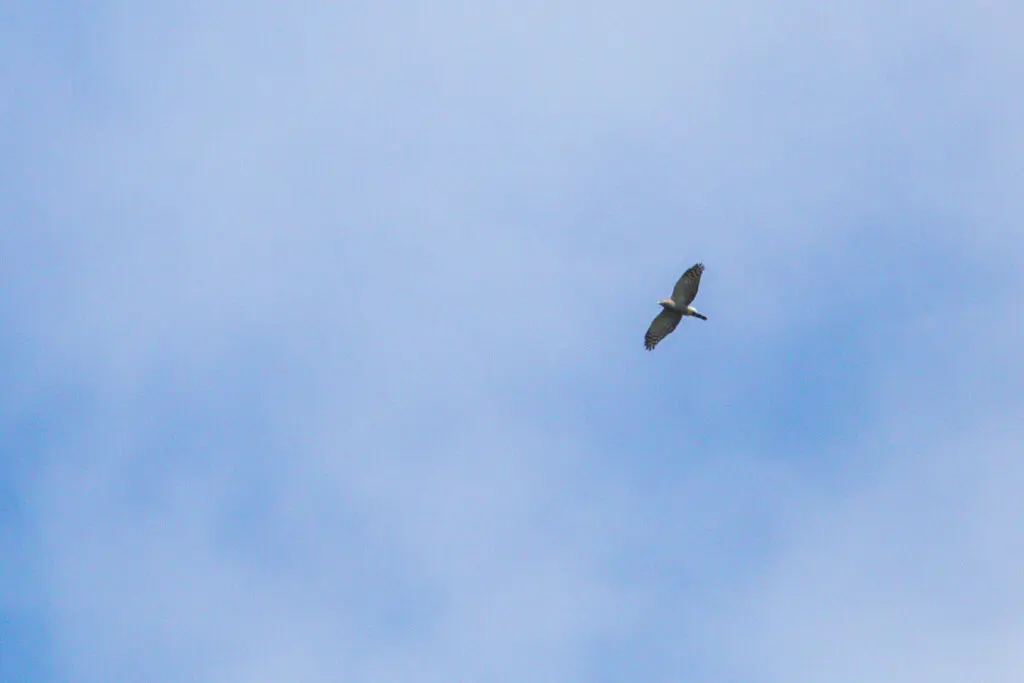 双齿鸢(Harpagus bidentatus)