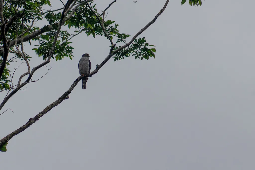 棕腿齿鸢(Harpagus diodon)