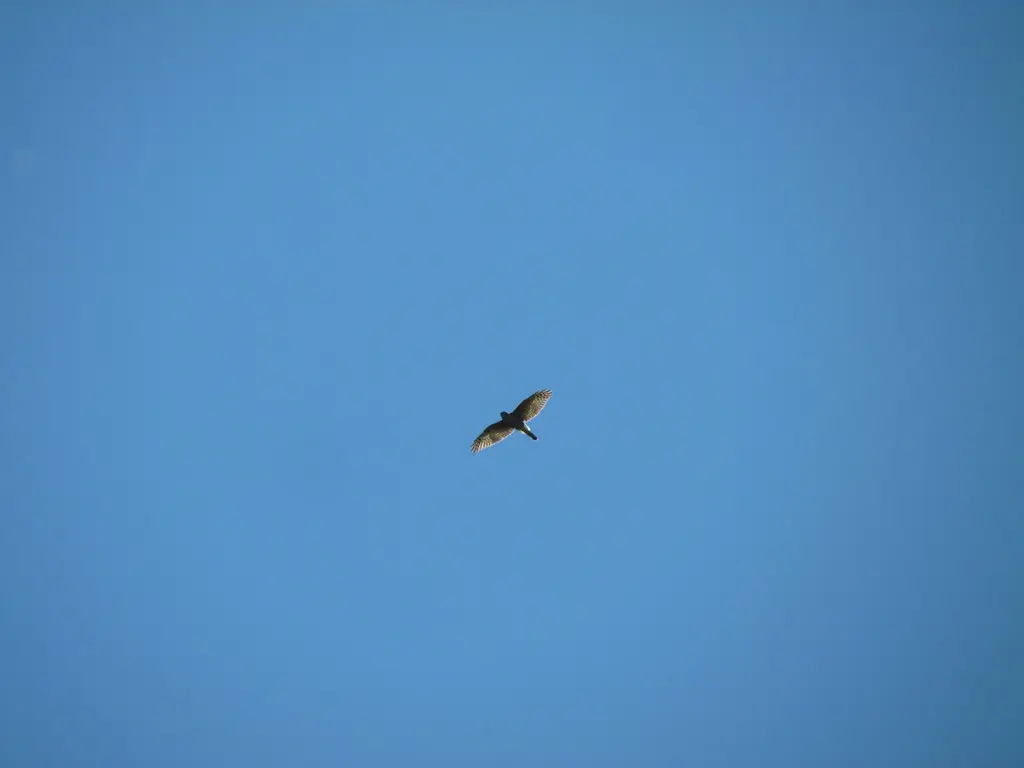 棕腿齿鸢(Harpagus diodon)