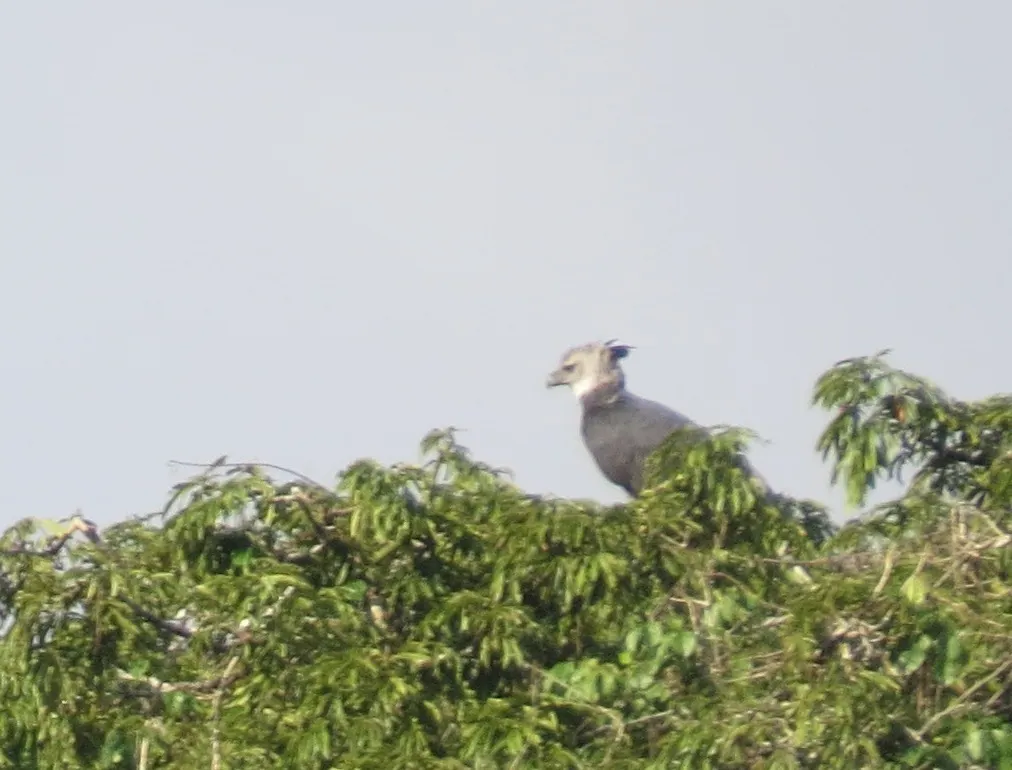 角雕(Harpia harpyja)