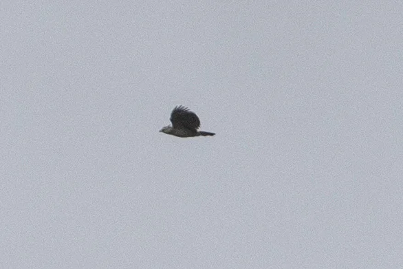角雕(Harpia harpyja)