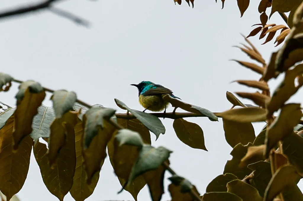 环颈直嘴太阳鸟(Hedydipna collaris)