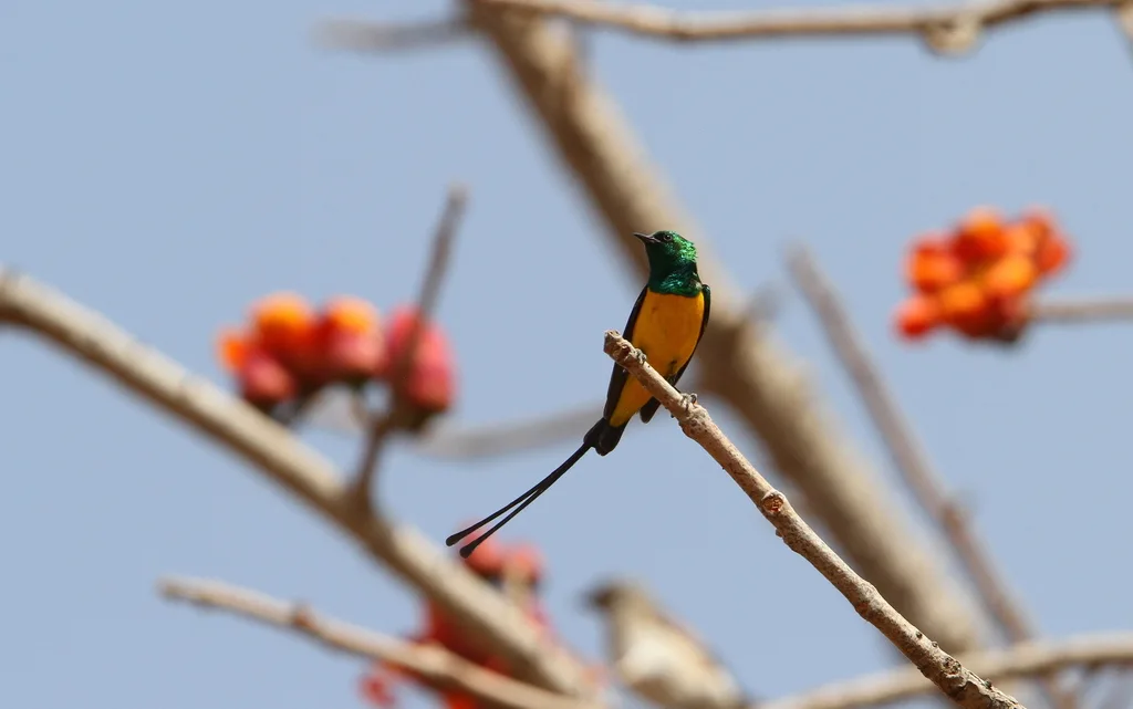 小直嘴太阳鸟(Hedydipna platura)