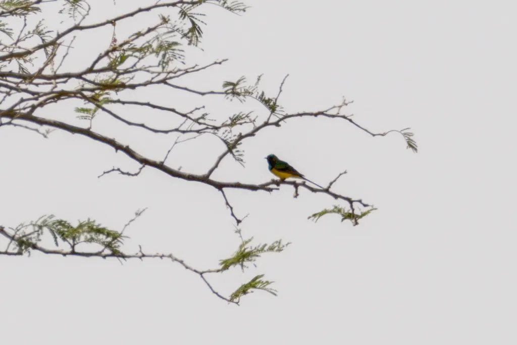 小直嘴太阳鸟(Hedydipna platura)