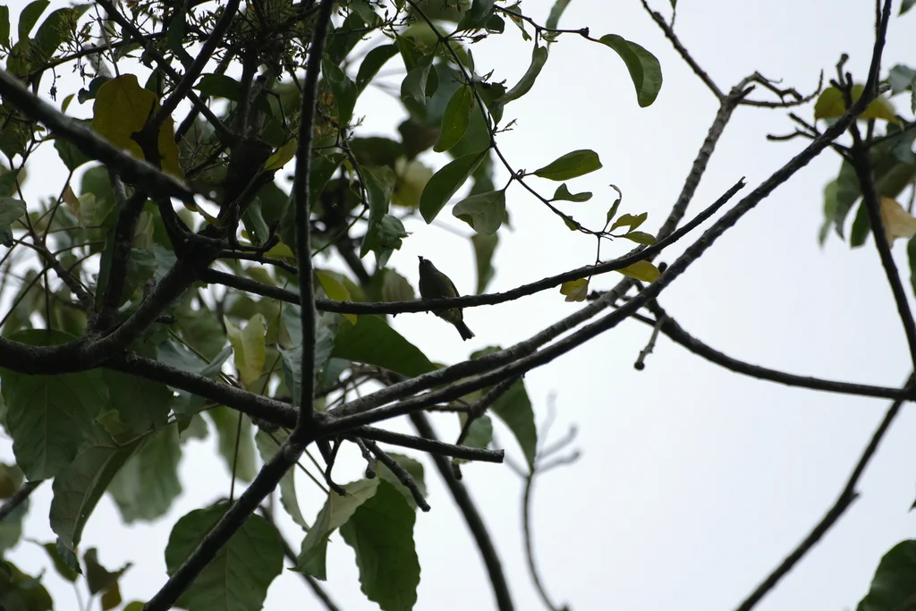 灰喉冠绣眼鸟(Heleia javanica)
