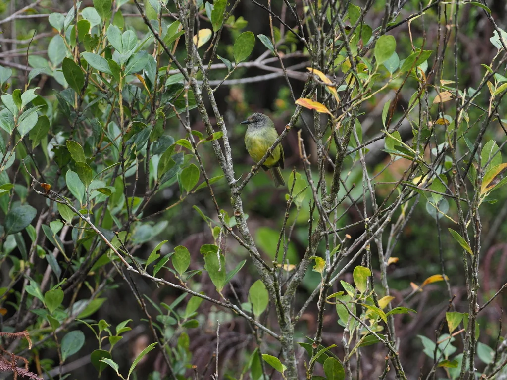 纹头冠绣眼鸟(Heleia squamiceps)