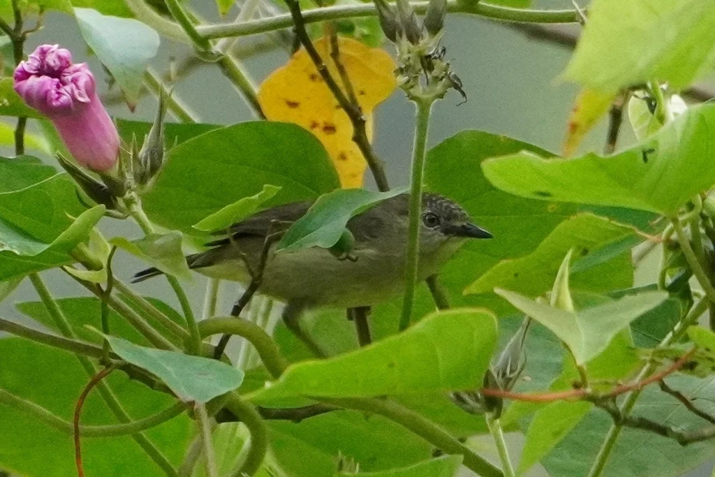 侏绣眼鸟(Heleia squamifrons)