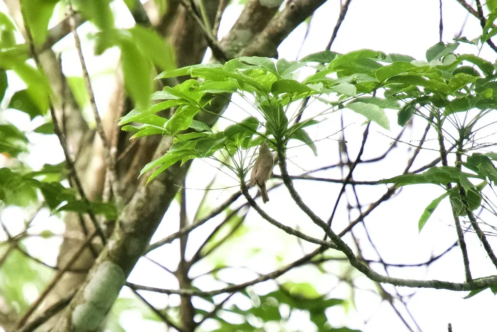 侏绣眼鸟(Heleia squamifrons)
