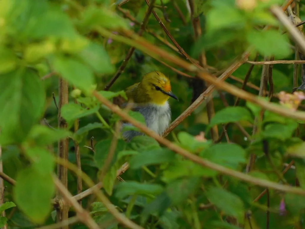 黄眶绣眼鸟(Heleia wallacei)