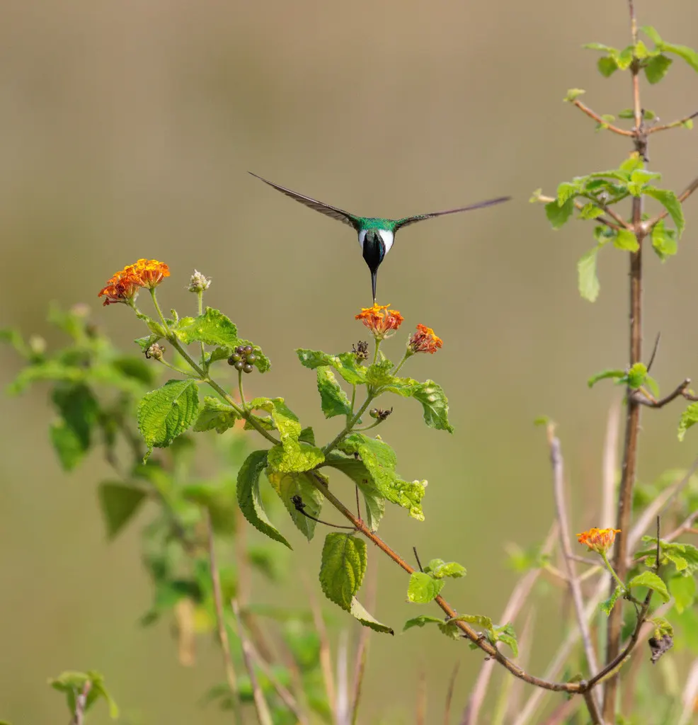 角蜂鸟(Heliactin bilophus)