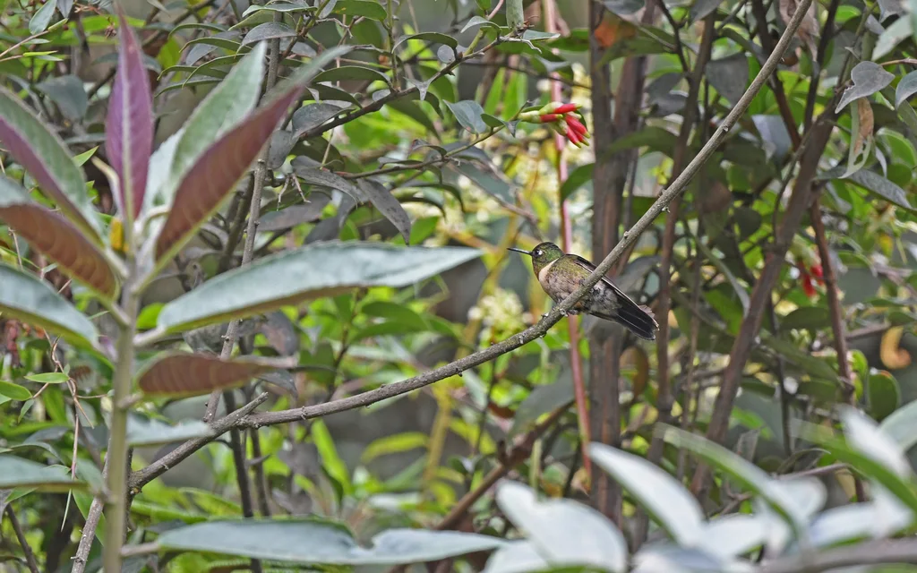 辉喉领蜂鸟(Heliangelus amethysticollis)