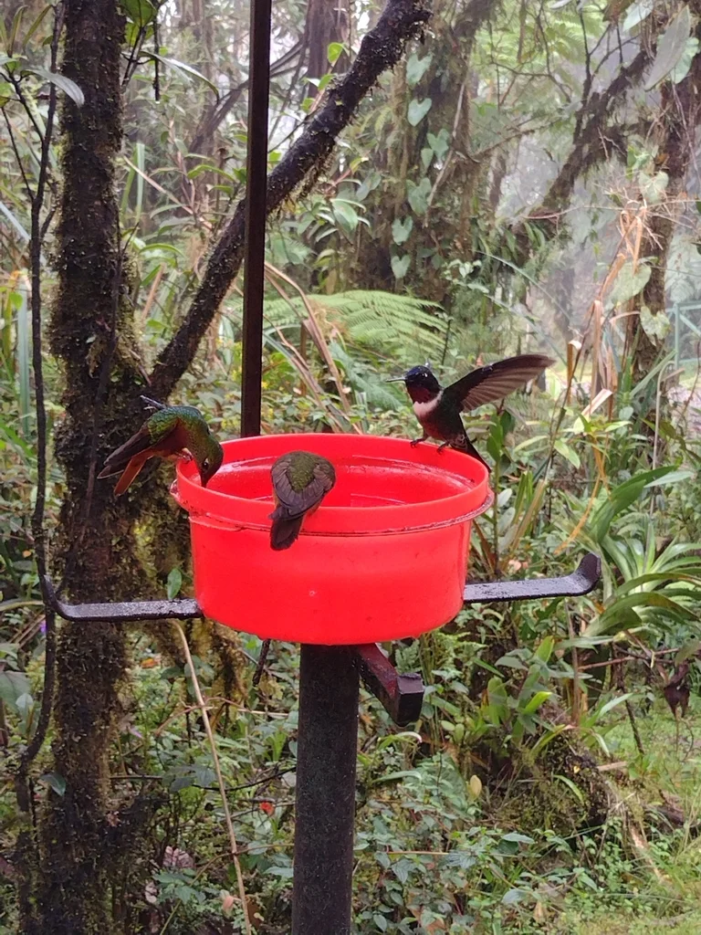 辉喉领蜂鸟(Heliangelus amethysticollis)