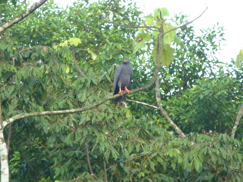 黑臀食螺鸢(Helicolestes hamatus)
