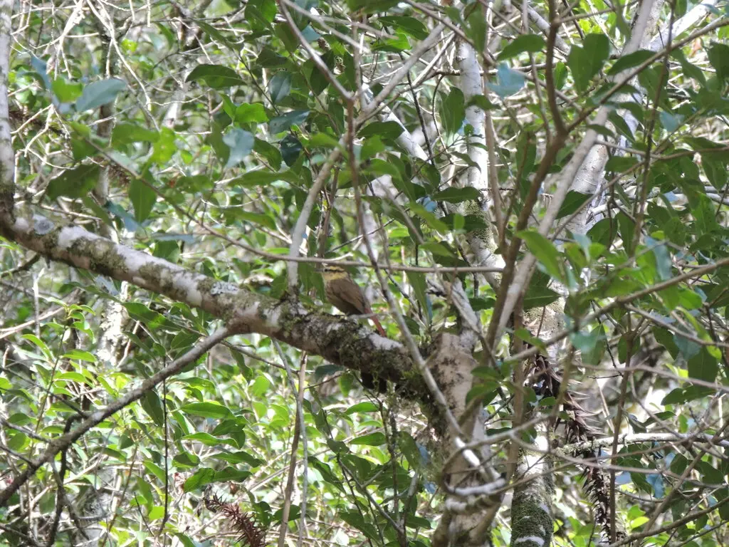 尖嘴树猎雀(Heliobletus contaminatus)