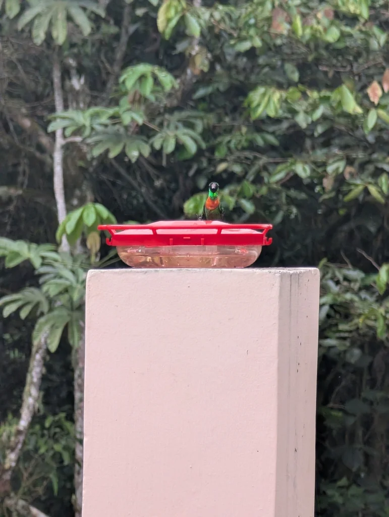 古氏蜂鸟(Heliodoxa aurescens)