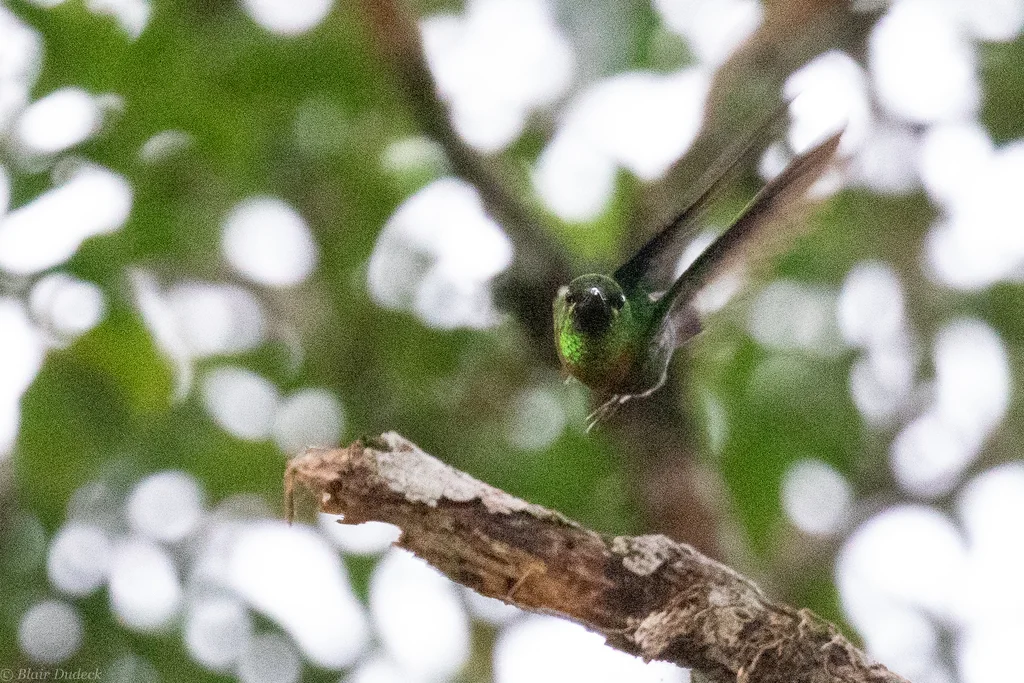 古氏蜂鸟(Heliodoxa aurescens)
