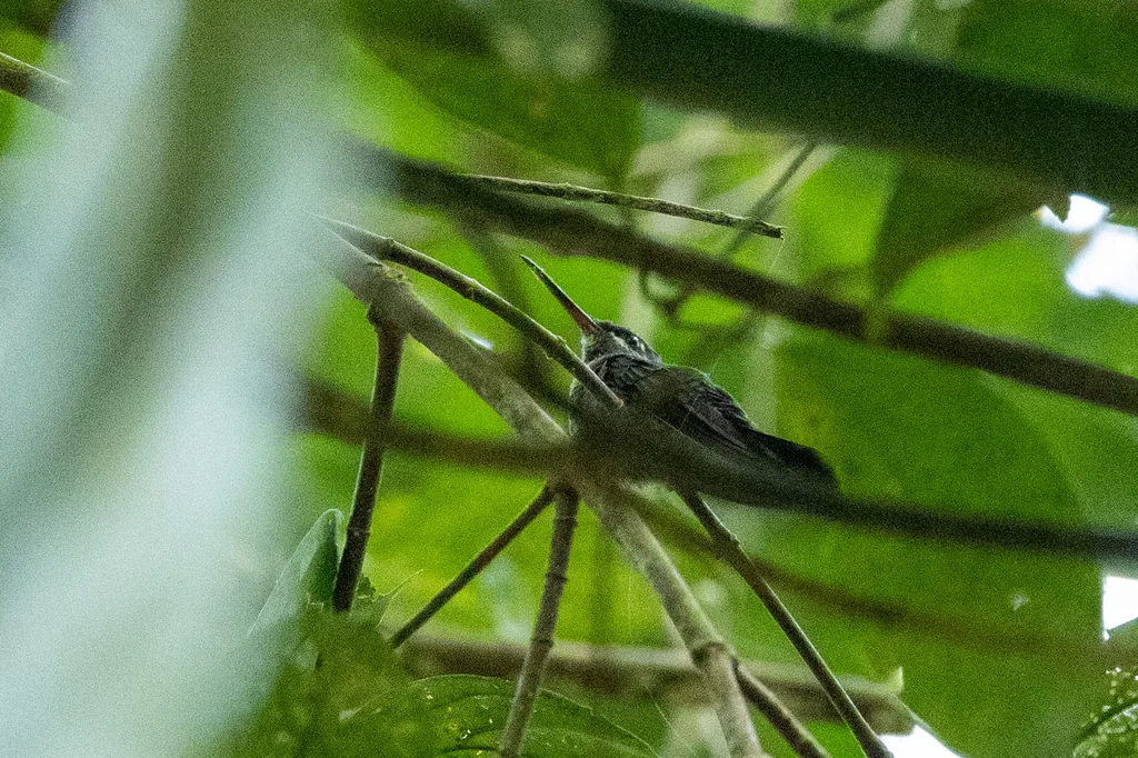 粉喉辉蜂鸟(Heliodoxa gularis)