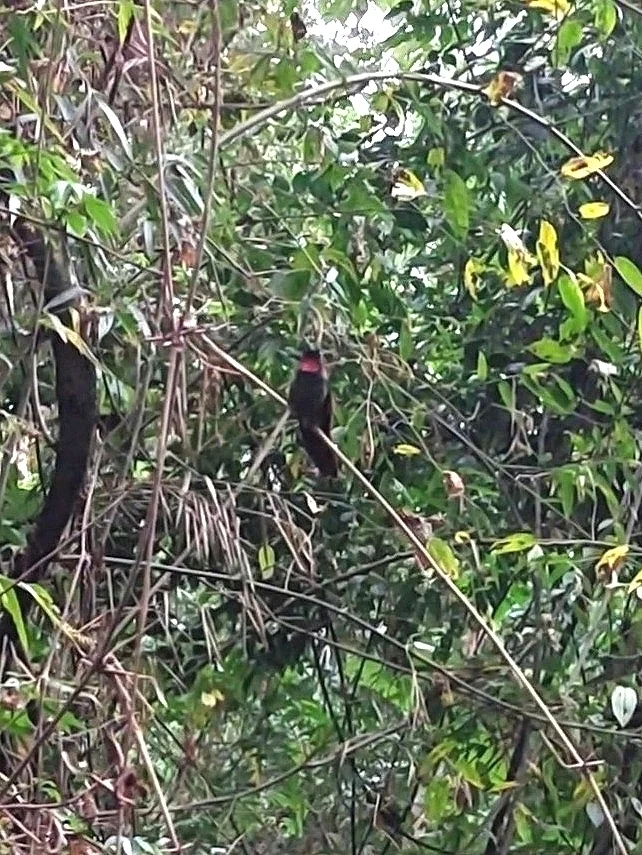 红玉蜂鸟(Heliodoxa rubricauda)
