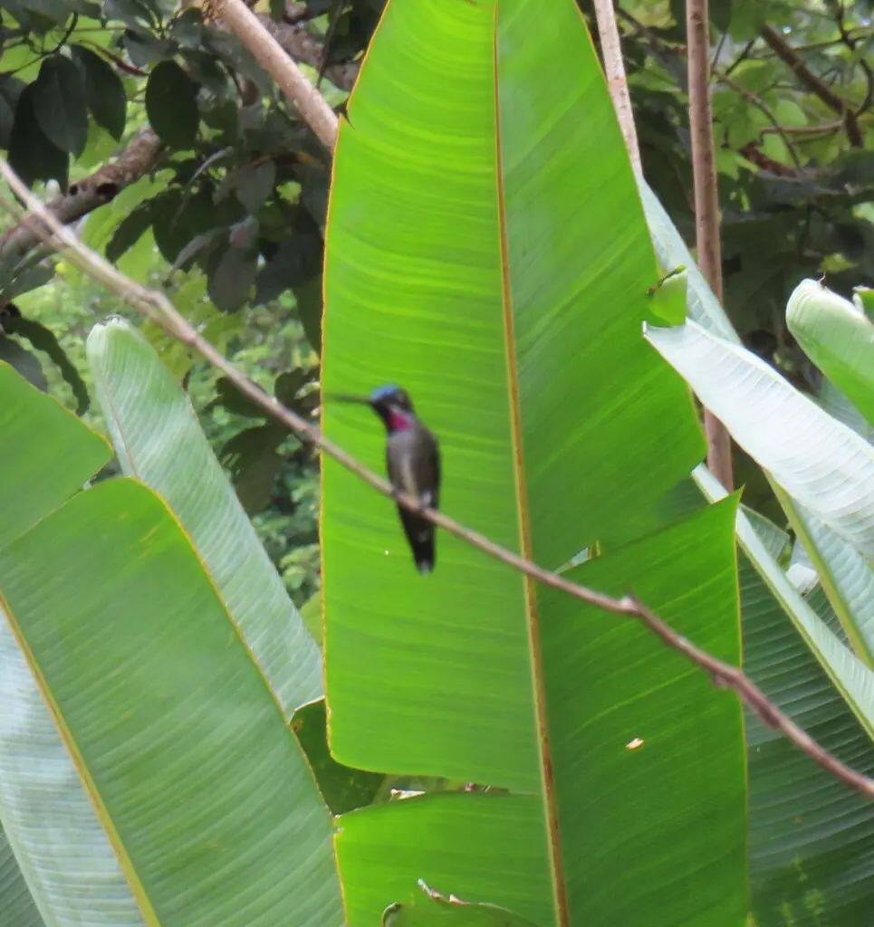 长嘴星喉蜂鸟(Heliomaster longirostris)