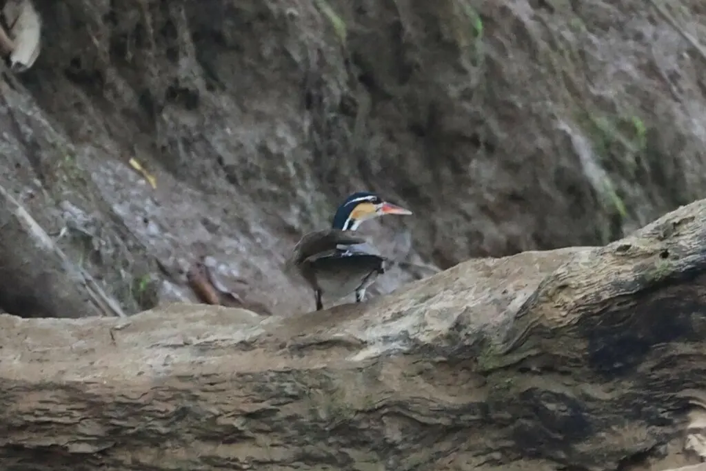 日䴘(Heliornis fulica)