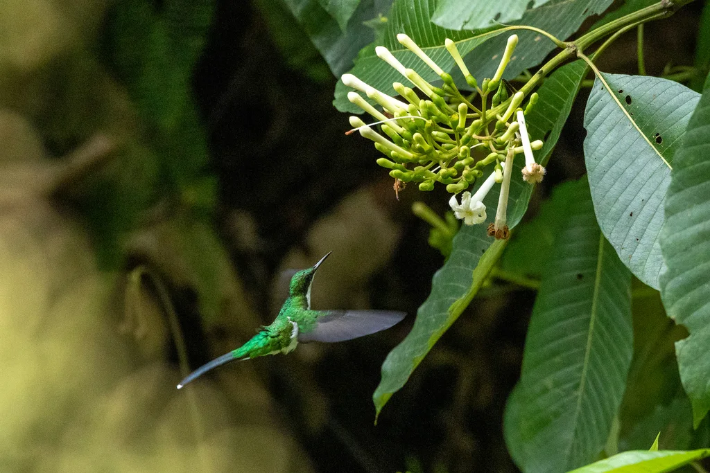 黑耳仙蜂鸟(Heliothryx auritus)