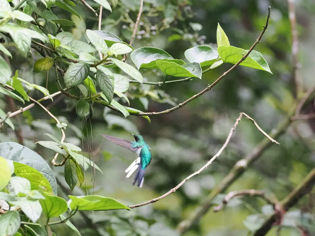 紫冠仙蜂鸟(Heliothryx barroti)
