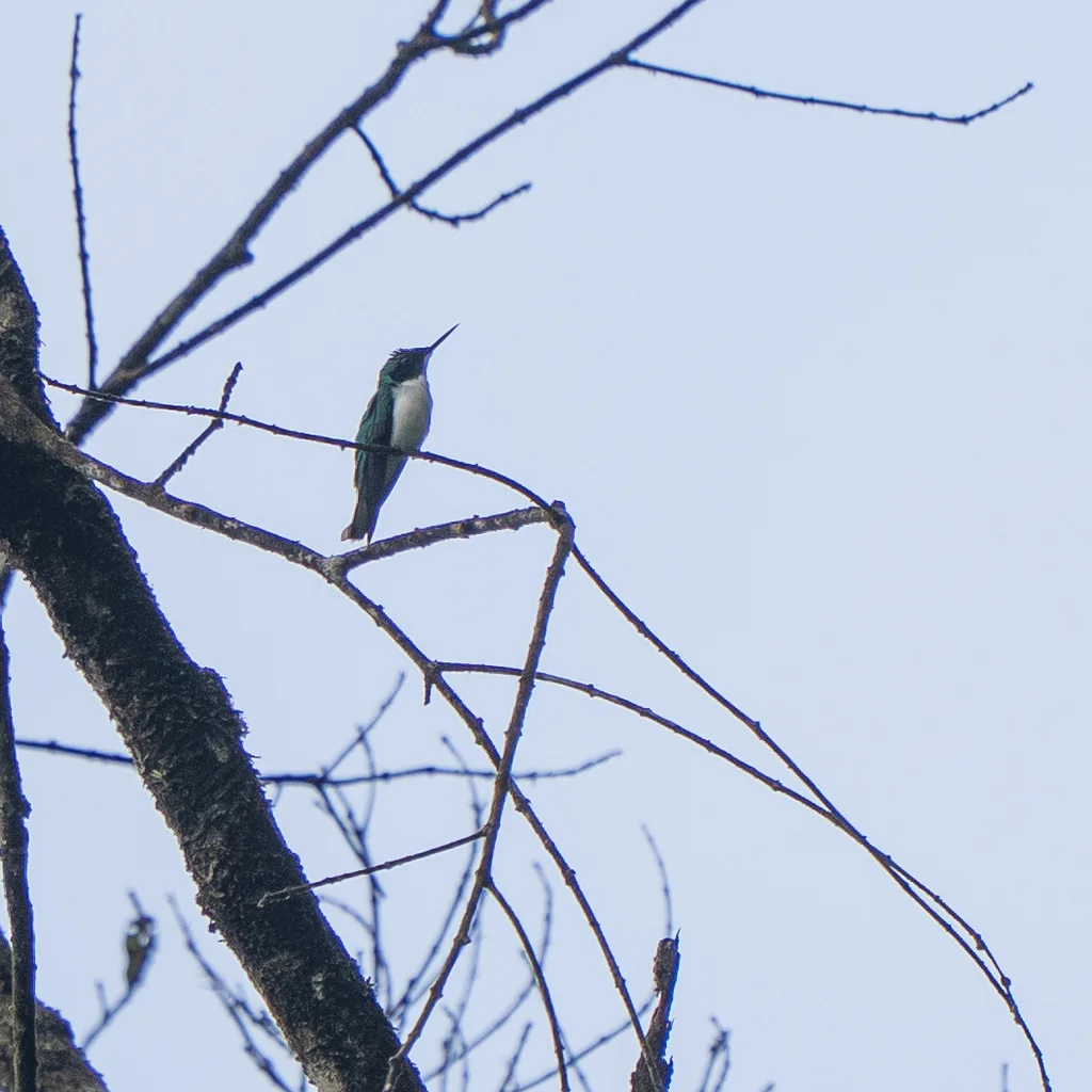 紫冠仙蜂鸟(Heliothryx barroti)