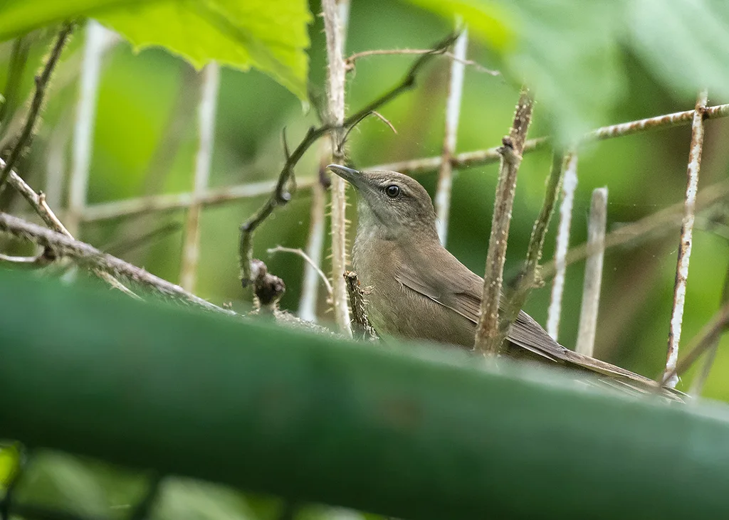 库页岛蝗莺(Helopsaltes amnicola)