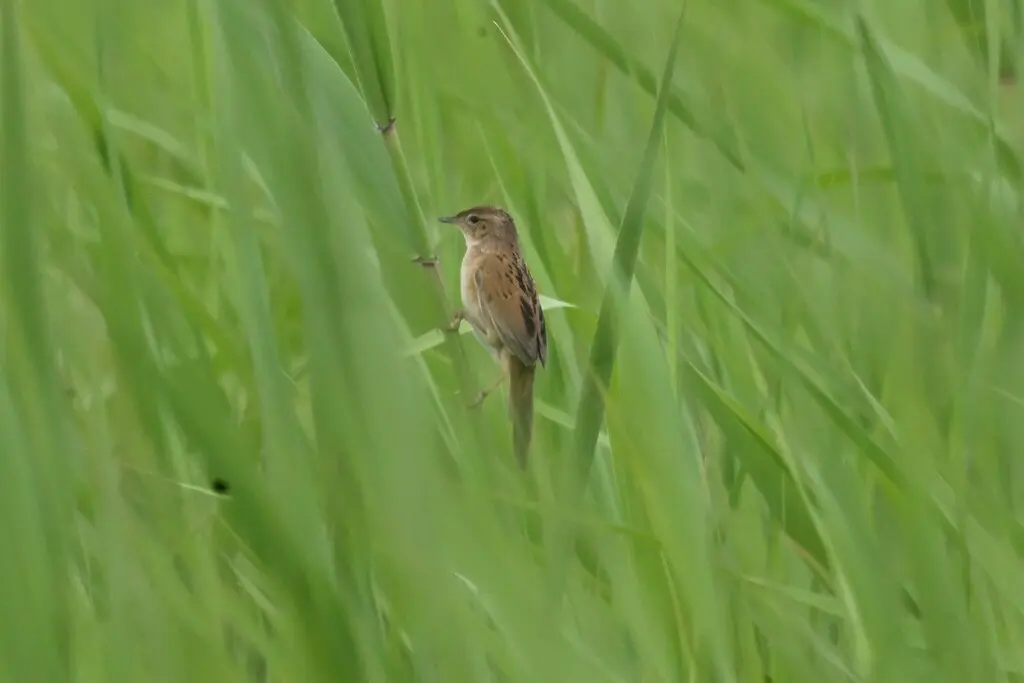 斑背大尾莺(Helopsaltes pryeri)
