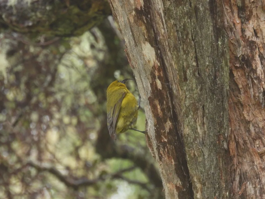 镰嘴雀(Hemignathus wilsoni)