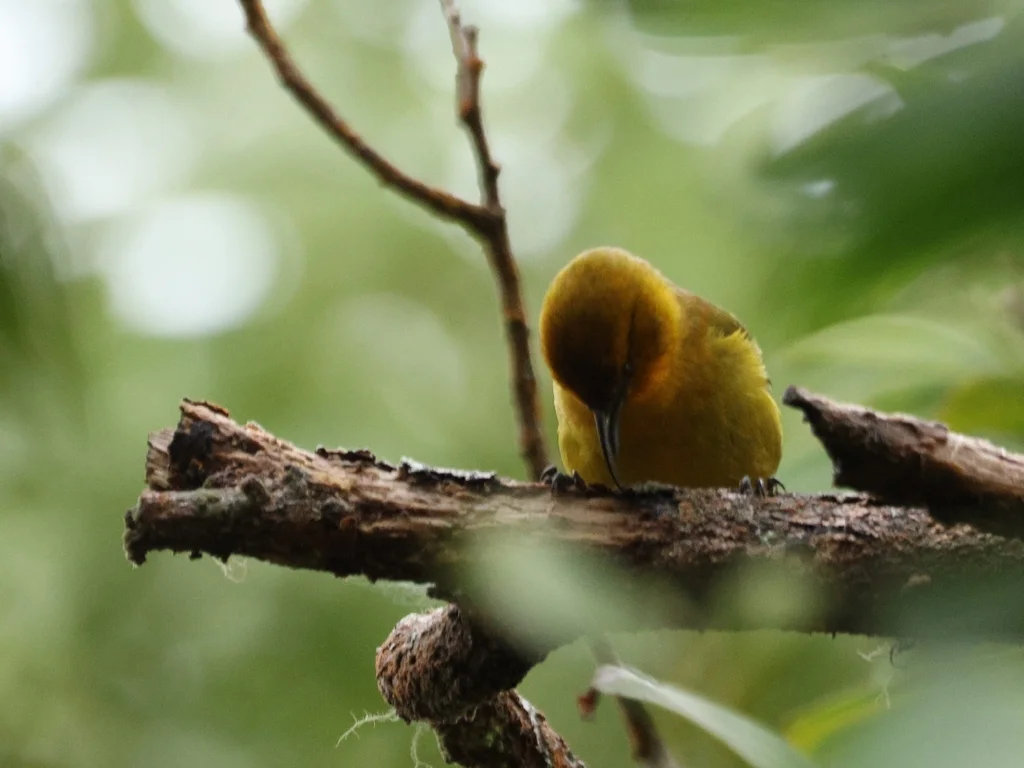 镰嘴雀(Hemignathus wilsoni)
