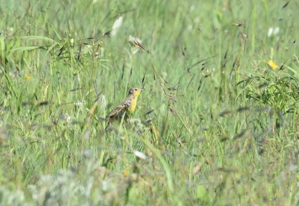 黄胸鹨(Hemimacronyx chloris)