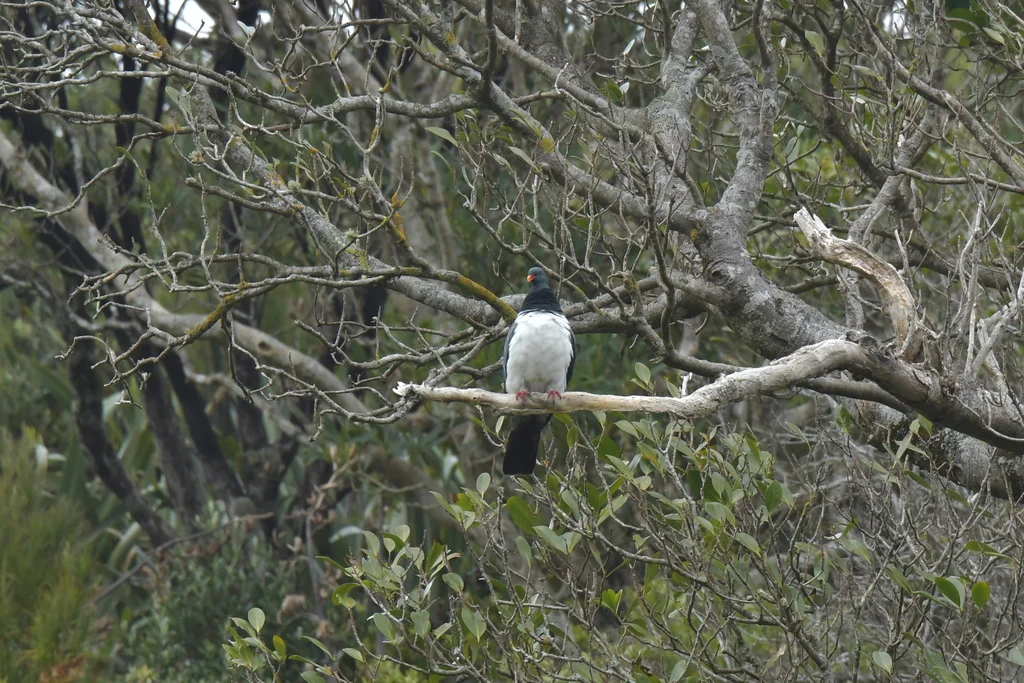 查岛鸠(Hemiphaga chathamensis)