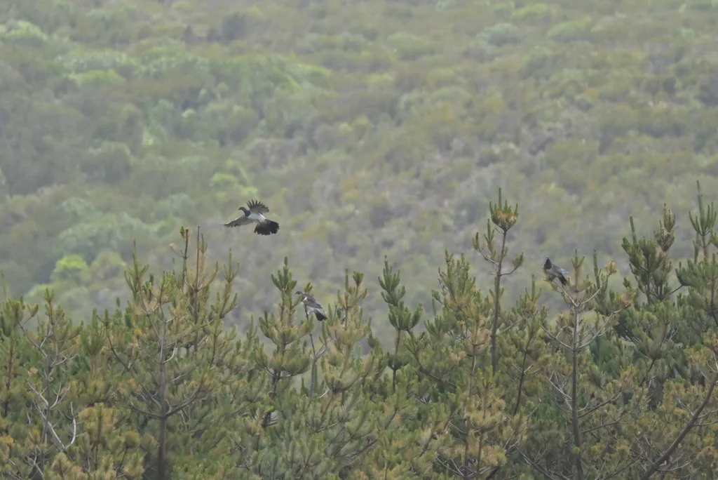 查岛鸠(Hemiphaga chathamensis)