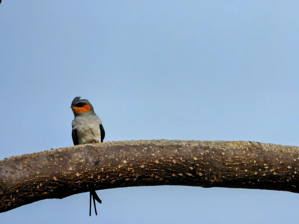 凤头雨燕(Hemiprocne coronata)