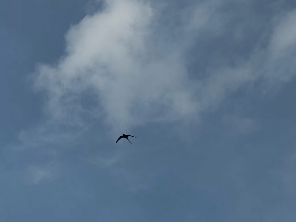 凤头雨燕(Hemiprocne coronata)
