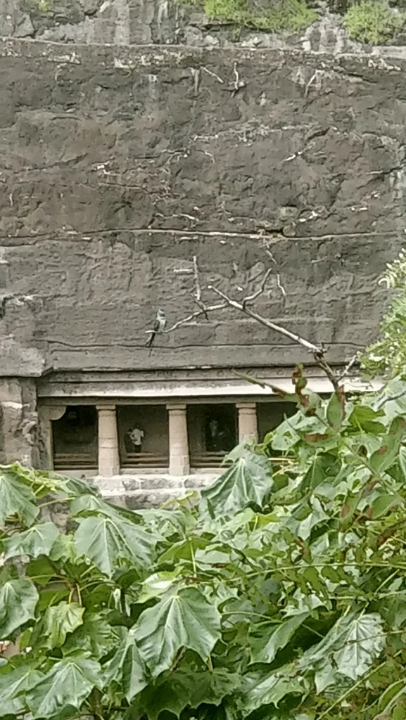 凤头雨燕(Hemiprocne coronata)