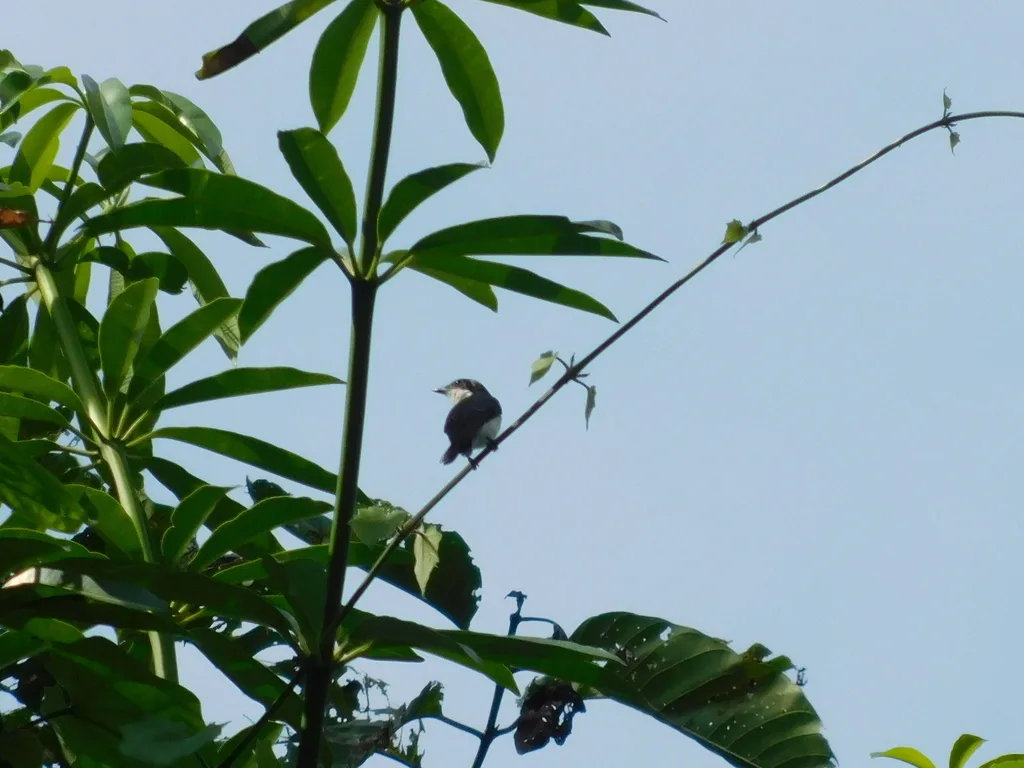 黑翅鹟鵙(Hemipus hirundinaceus)
