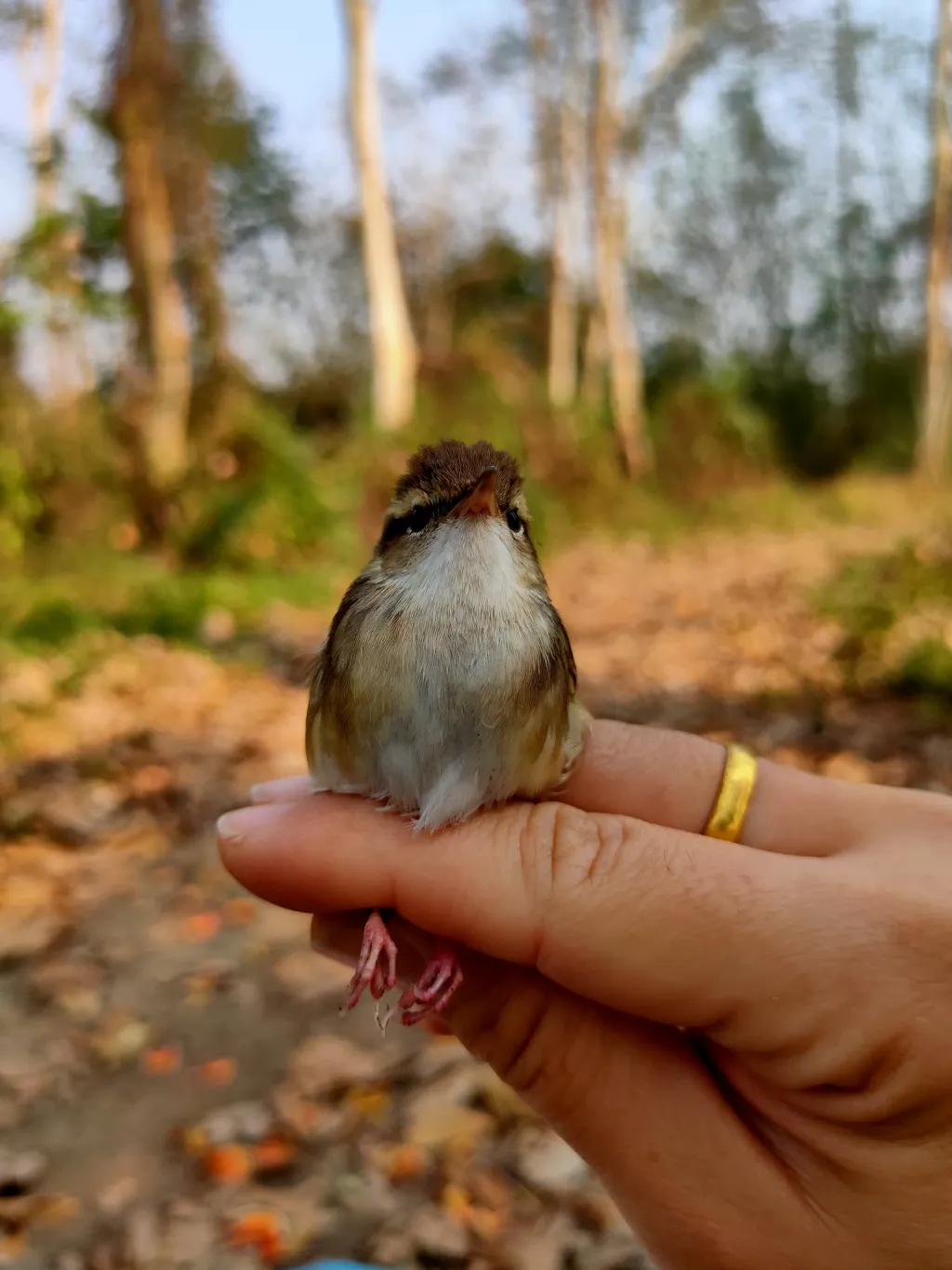 淡脚树莺(Hemitesia pallidipes)