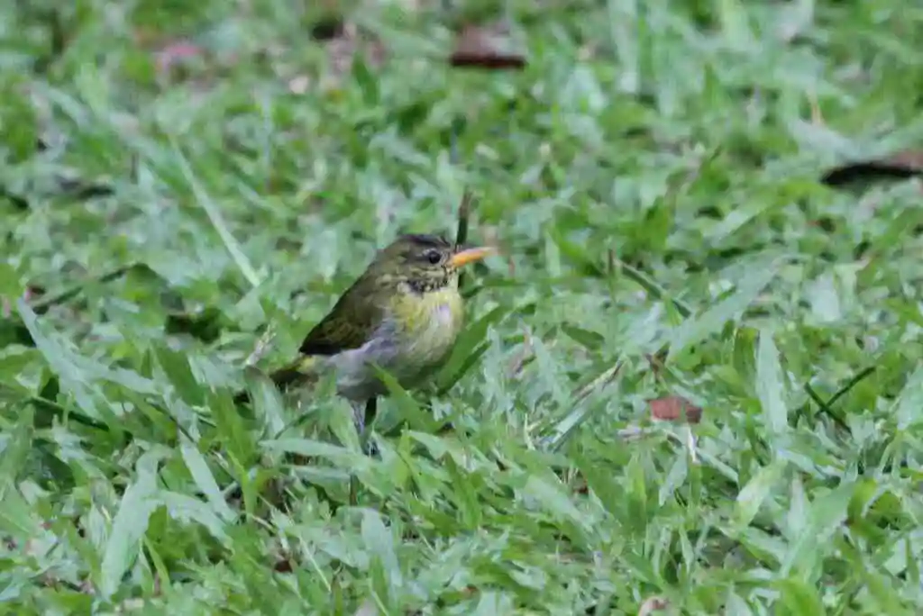 吉拉裸鼻雀(Hemithraupis guira)