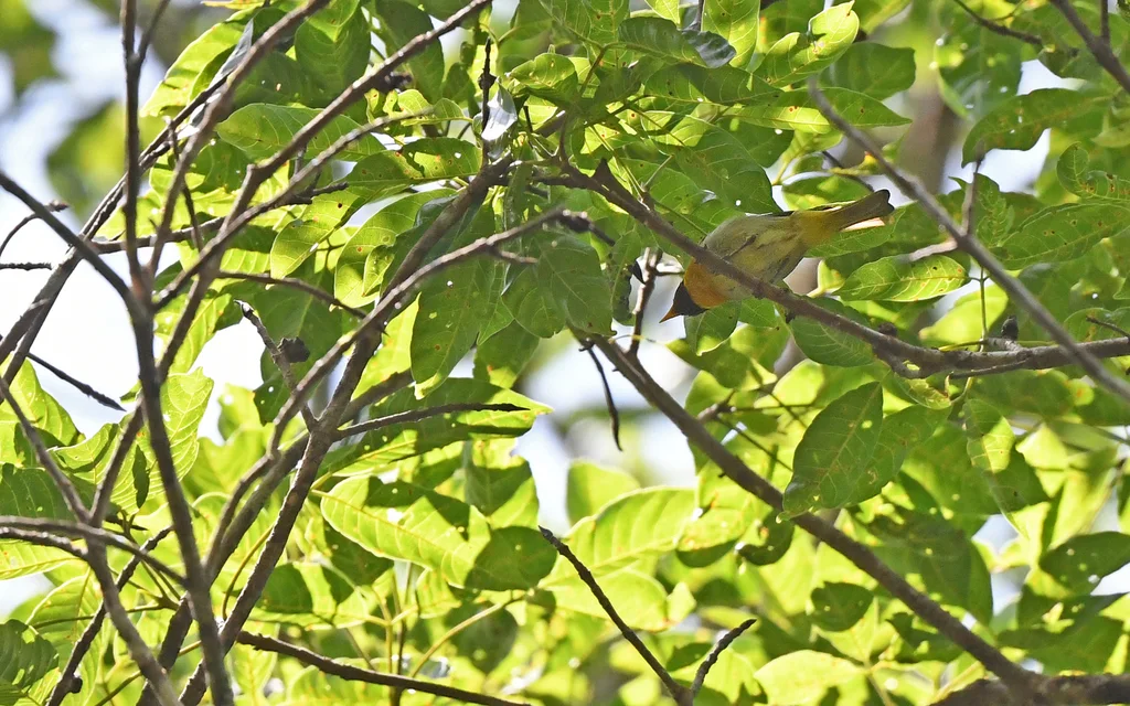 吉拉裸鼻雀(Hemithraupis guira)
